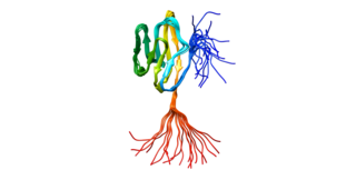 <span class="mw-page-title-main">CD48</span> Protein-coding gene in humans