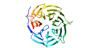 <span class="mw-page-title-main">CDC20</span> Protein-coding gene in the species Homo sapiens