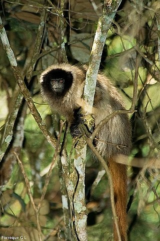 <i>Callicebus</i> Genus of New World monkeys