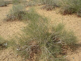 <i>Calligonum</i> Genus of flowering plants