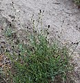 Chocolate drops (C. pilosus) plant