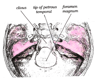 <span class="mw-page-title-main">Clivus (anatomy)</span> Bony part of the skull base