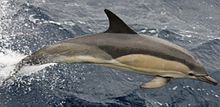 "Short-beaked" common dolphin, Ireland Common Dolphin.jpg