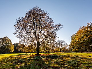 Dülmen, North Rhine-Westphalia, Germany