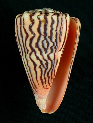 <i>Ductoconus</i> Subgenus of gastropods