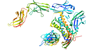 <span class="mw-page-title-main">EBI3</span> Protein-coding gene in the species Homo sapiens