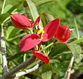 Euphorbia punicea