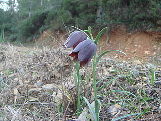 <i>Fritillaria lusitanica</i> Species of flowering plant