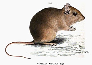 <span class="mw-page-title-main">Highveld gerbil</span> Species of rodent