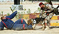 A German Shepherd at the German Bundeswehr dog demonstration