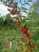 Goumi (auch Schmalblättrige Ölweide, Dornige Ölweide)