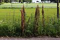 Stórrukkut hømilia (Rumex longifolius)