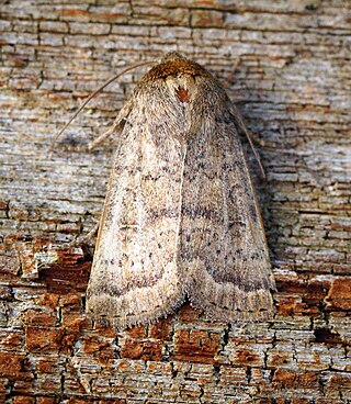 <i>Hoplodrina superstes</i> Species of moth