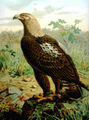 Aquila heliaca