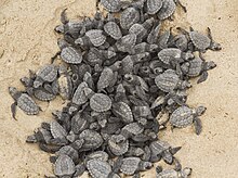 Kemp's ridley hatchlings. Rancho Nuevo, Tamaulipas, Mexico. 2017