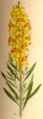 Linaria vulgaris plate 113 in: C.A.M Lindman: Bilder ur Nordens Flora first edition: (1901-1905) supp. edition (1917-1926) (detail)