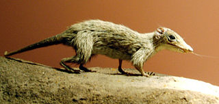 <span class="mw-page-title-main">Morganucodonta</span> Extinct order of mammaliaforms