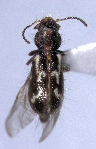 <i>Metaxina</i> Genus of beetles