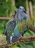 ‏Caloenas nicobarica (Nicobar pigeon), יונת ניקובר