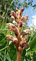 Orobanche alsatica