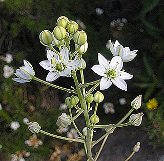 <i>Oziroe</i> Genus of flowering plants