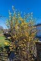 * Nomination Forsythia × intermedia in flower on 10. Oktober Straße #67 in Winklern, Pörtschach, Carinthia, Austria -- Johann Jaritz 02:21, 7 May 2023 (UTC) * Promotion  Support Good quality. --Fabian Roudra Baroi 03:05, 7 May 2023 (UTC)