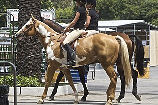 <span class="mw-page-title-main">Overo</span> Group of colouration patters of horses