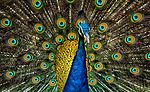 Thumbnail for File:Peacock Plumage.jpg