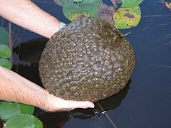 Pectinatella magnifica (Pectinatellidae).