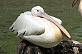 Rózsás gödény (Pelecanus onocrotalus)