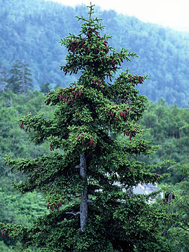 Ajaninkuusi Hokkaidōlla Japanissa.