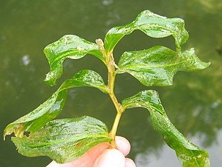 <i>Potamogeton praelongus</i> Species of flowering plant