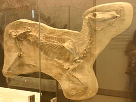 Скелет Protohippus simus