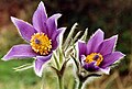 Pulsatilla vulgaris