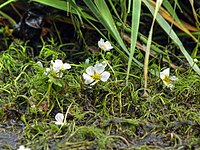 Ranunculus circinatus