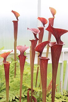 Red Sarracenia flava Red Sarracenia flava.jpg