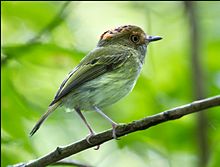 Scale-crested Pygmy-Tirant.jpg