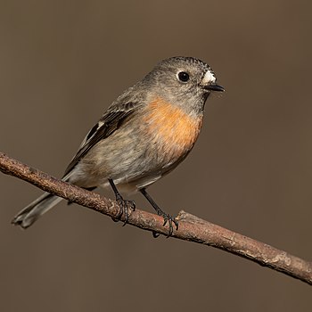 Scarlet robin