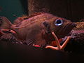 金平鮋在新英格蘭水族館（英语：New England Aquarium）