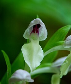 Showy Orchid.JPG