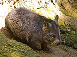 Thumbnail for Southern hairy-nosed wombat