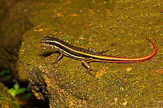 <i>Sphenomorphus dussumieri</i> Species of lizard