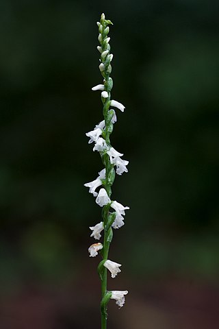 <i>Spiranthes tuberosa</i> Species of flowering plant