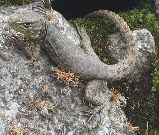 <i>Stenocercus</i> Genus of lizards