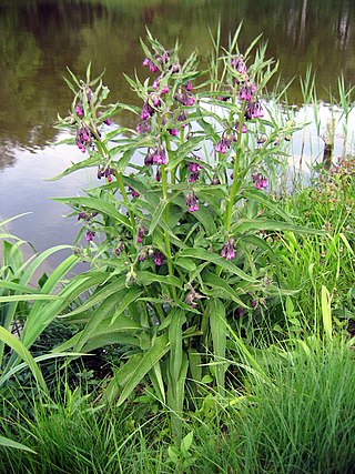 <i>Symphytum officinale</i> Species of flowering plant in the borage family Boraginaceae