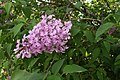 Syringa ...