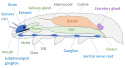 Tardigrade anatomy