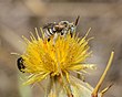 Tarsalia ancyliformis, זכר אוסף צוף מדרדר קיפח, שפלת יהודה