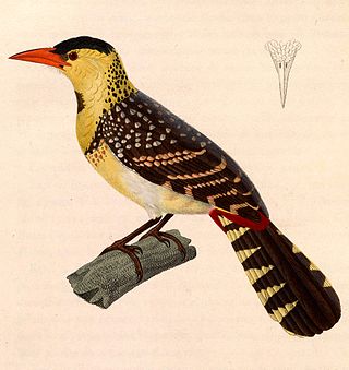 <span class="mw-page-title-main">Yellow-breasted barbet</span> Species of bird