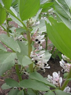 Pupa (Vicia faba)